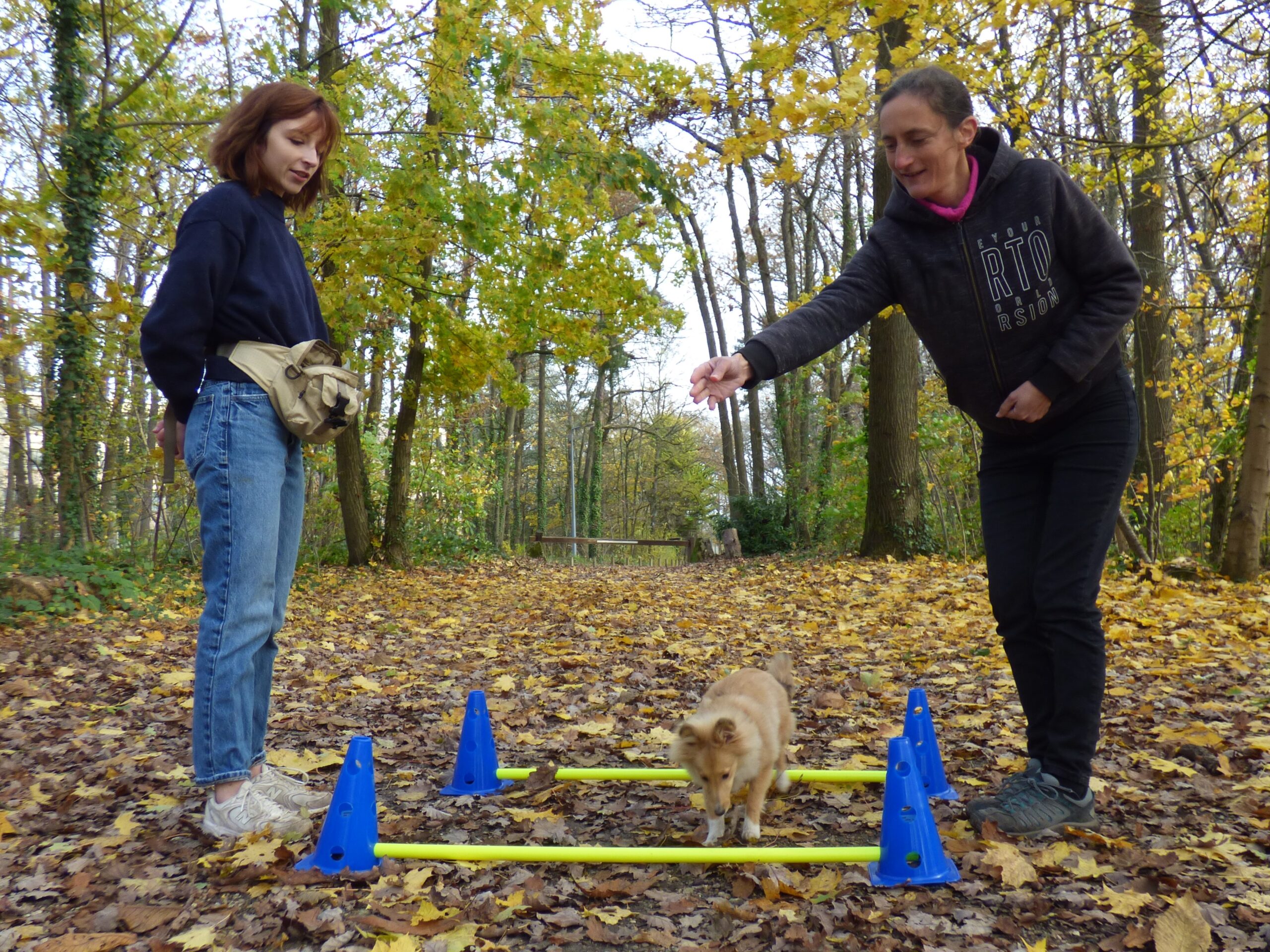 Éducateur canin - contact