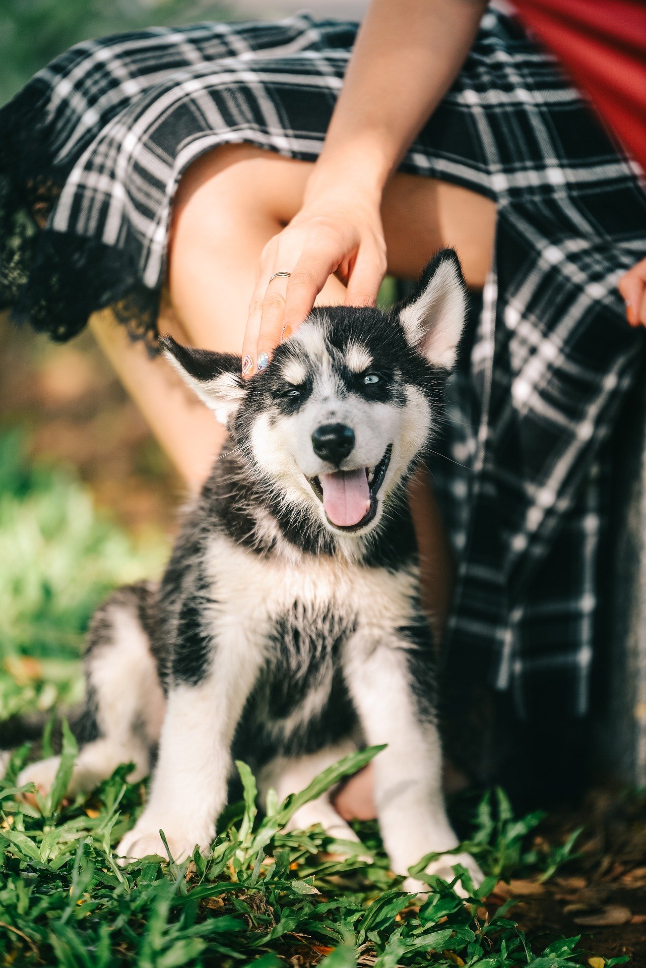 Éducation canine positive - éducateur canin