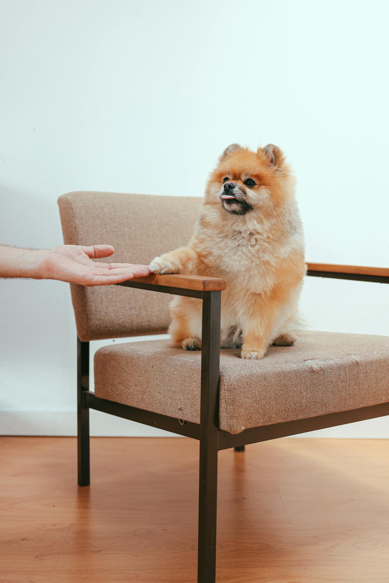 Éducation canine positive - éducateur canin