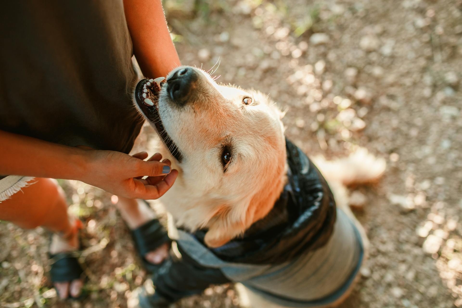 Éducation canine positive - éducateur canin