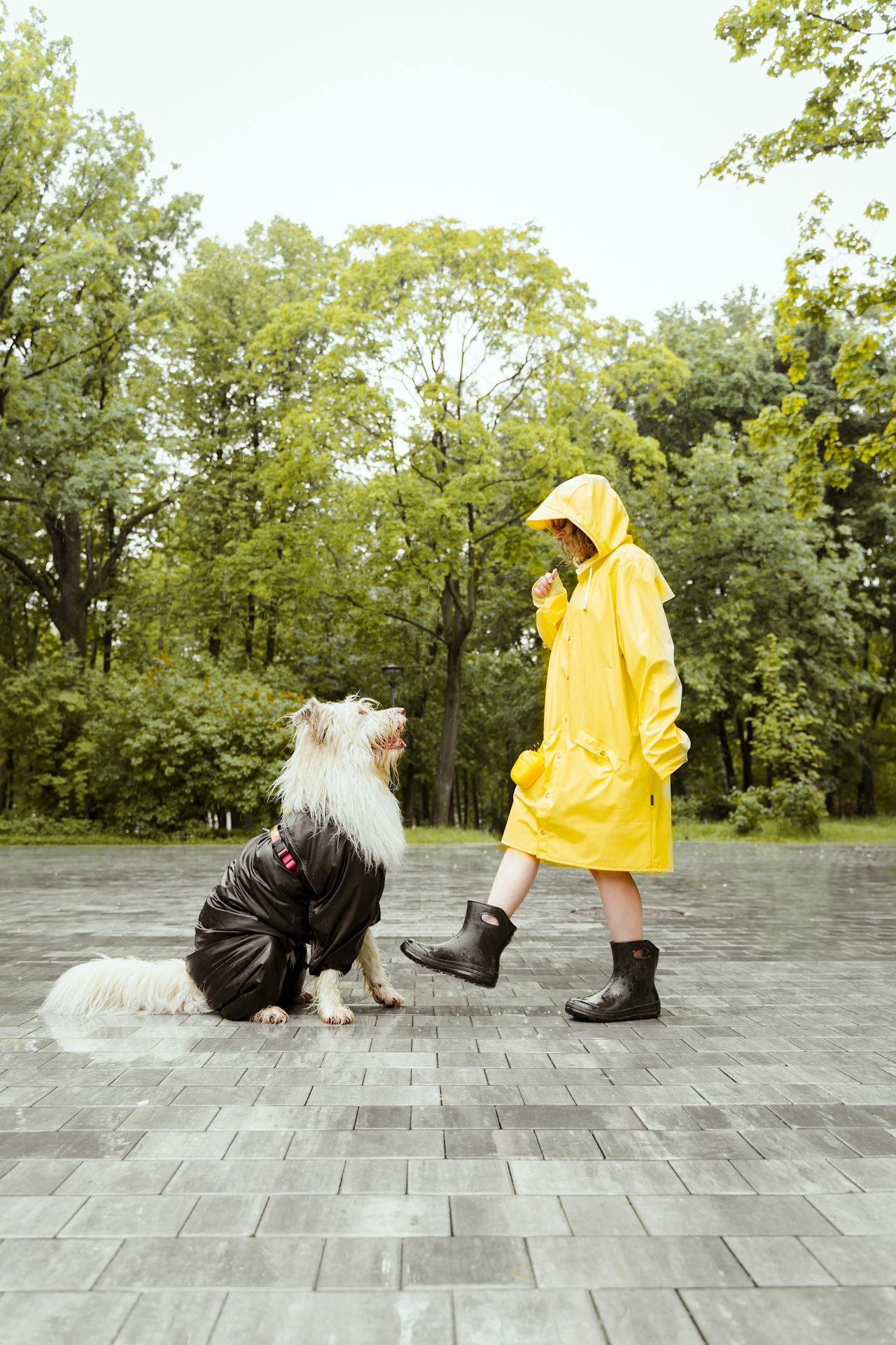 Éducation canine positive - éducateur canin