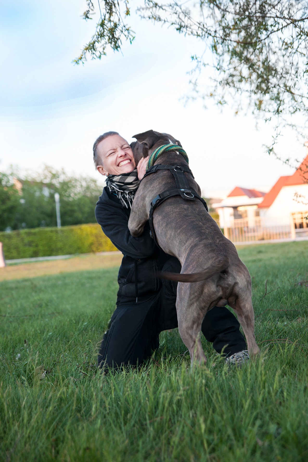 Éducation canine positive - éducateur canin