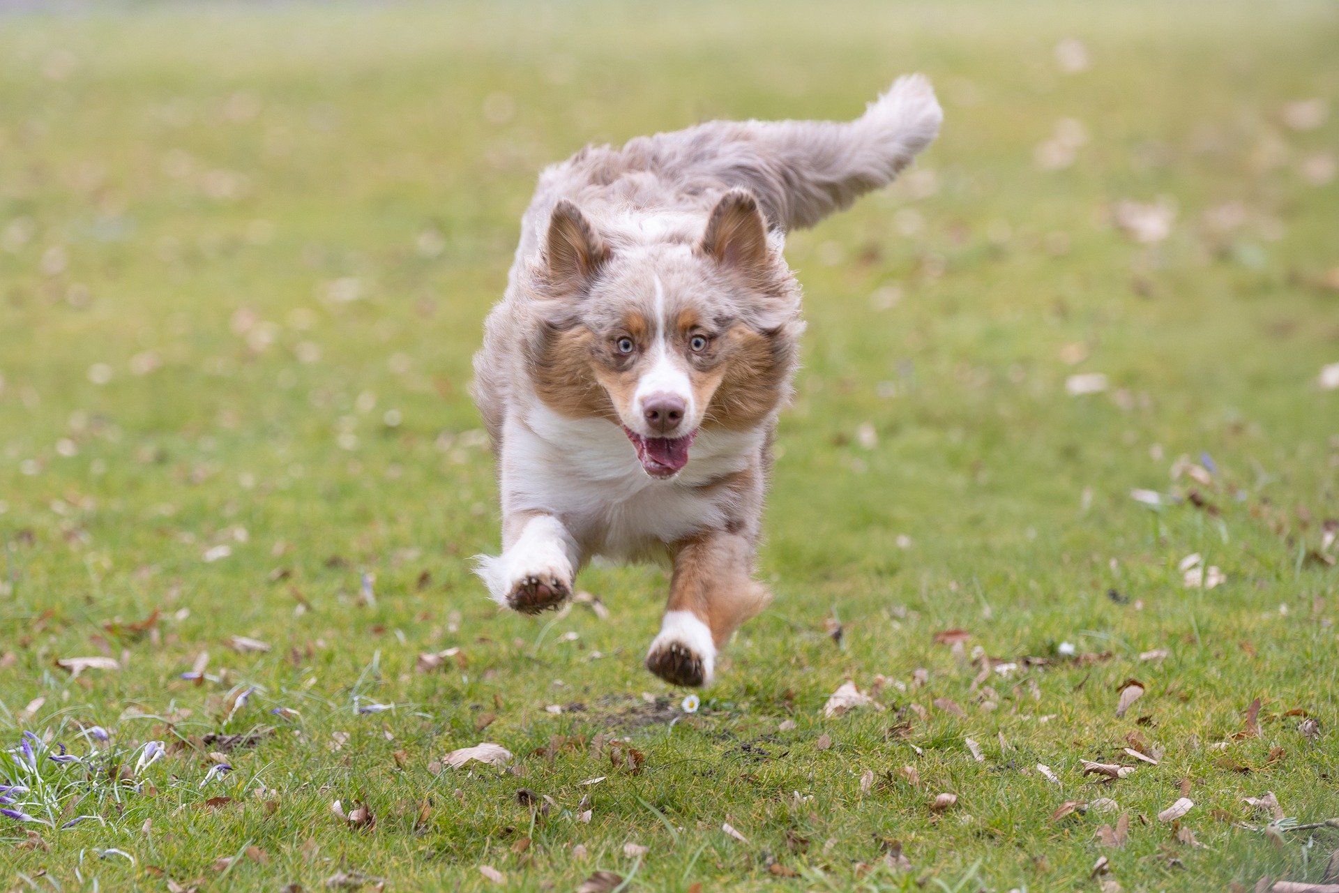 Tout savoir sur les chiens de berger